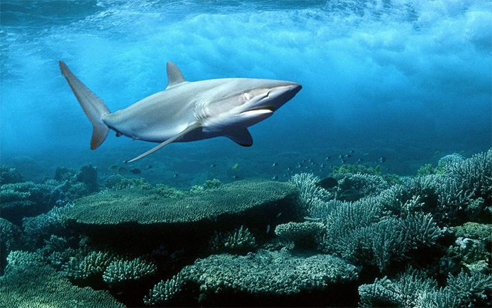 Красное море