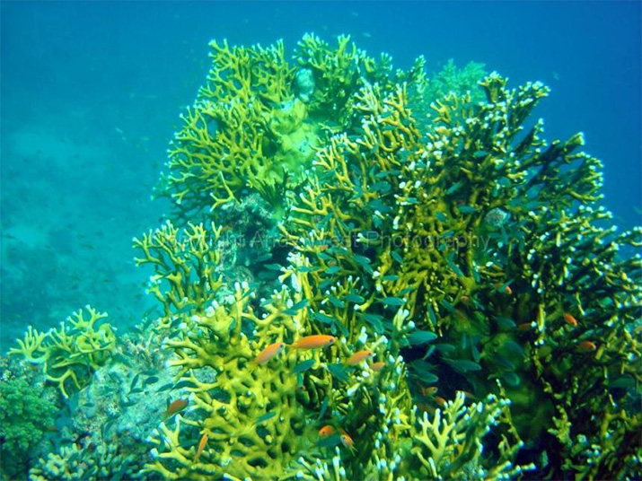 Красное море