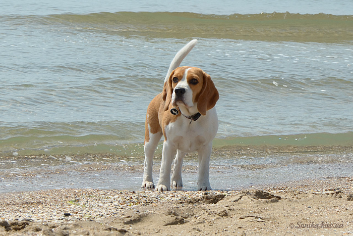 отдых на море с собакой